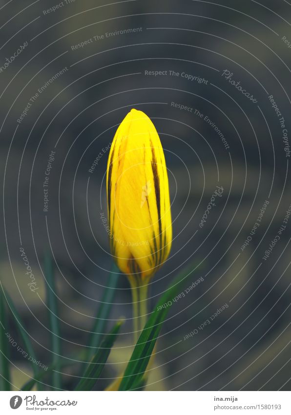 Farben erwachen Umwelt Natur Pflanze Frühling Tulpe Blüte Krokusse Garten Park Wachstum ästhetisch frisch einzigartig natürlich neu gelb Lebensfreude