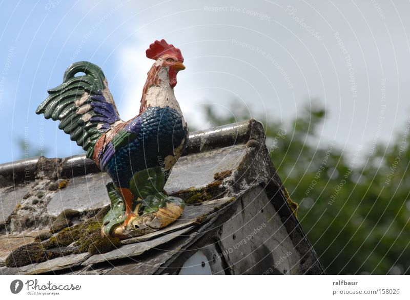 hölzerner Hahn Haushuhn mehrfarbig Dach Freiheit Außenaufnahme Vogel Tierfigur Dekoration & Verzierung Kitsch Hahnenkamm