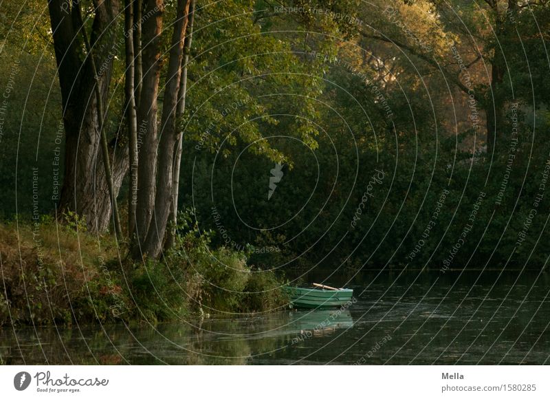 Der frühe Vogel Angeln Umwelt Natur Landschaft Wasser Sonnenaufgang Sonnenuntergang Pflanze Baum Wald Teich See Ruderboot Schwimmen & Baden dunkel natürlich