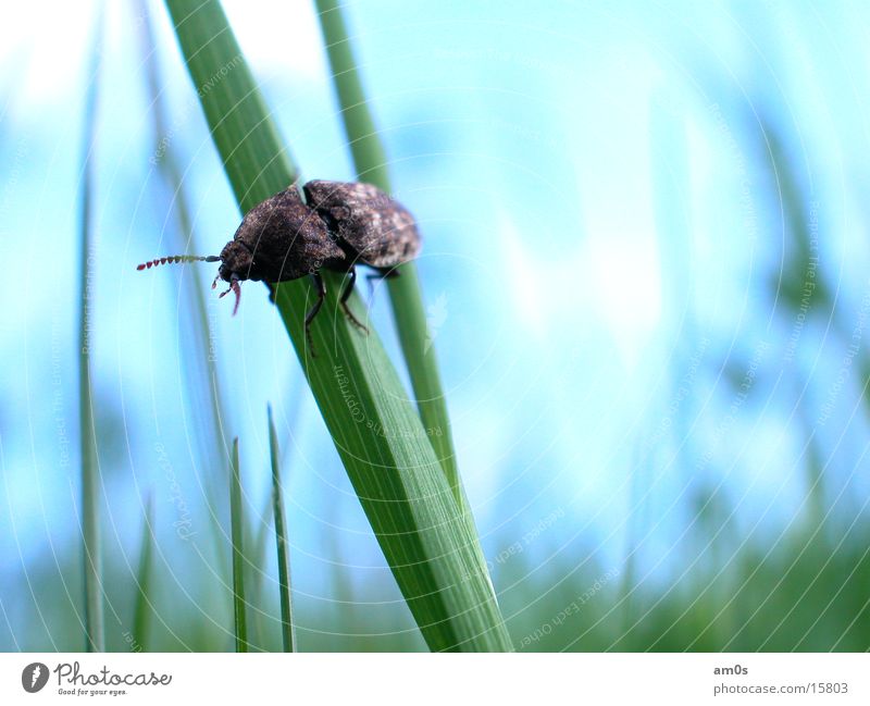 großes krabbeln Schiffsbug Halm Käfer Makroaufnahme graß Himmel blau