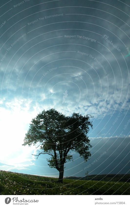 treen in heaven Baum Wolken Licht Baumkrone Himmel Sonne Erde