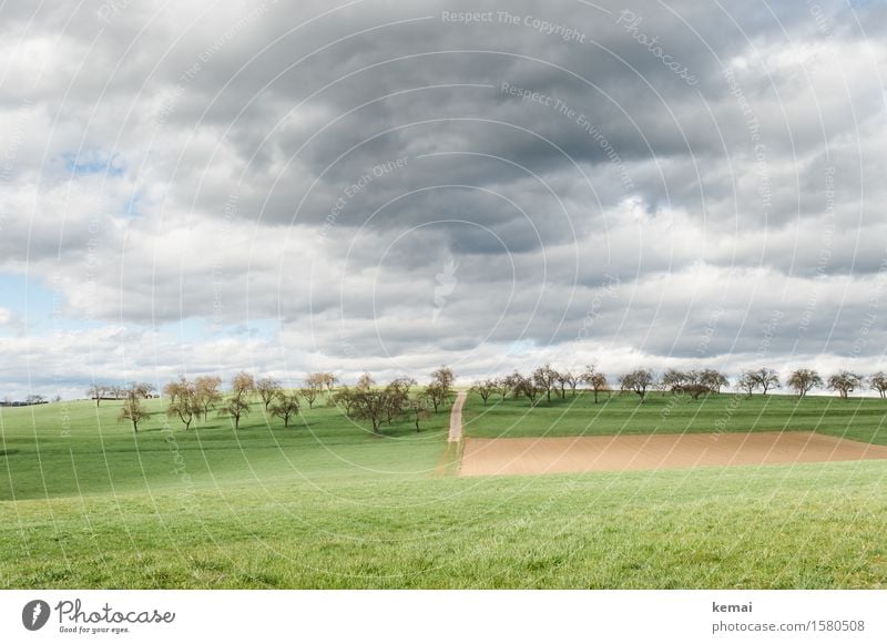 Streuobstwiesen Umwelt Natur Landschaft Pflanze Himmel Wolken Gewitterwolken Sonnenlicht Sommer Wetter Baum Gras Nutzpflanze Obstbaum Wiese Feld Hügel