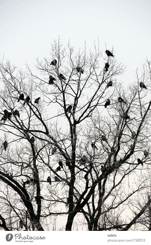 Warten Baum Ast Zweig Vogel Landebahn Rabenvögel Krähe Singvögel Mythologie sitzen Himmel Winter kalt Hugin Munin