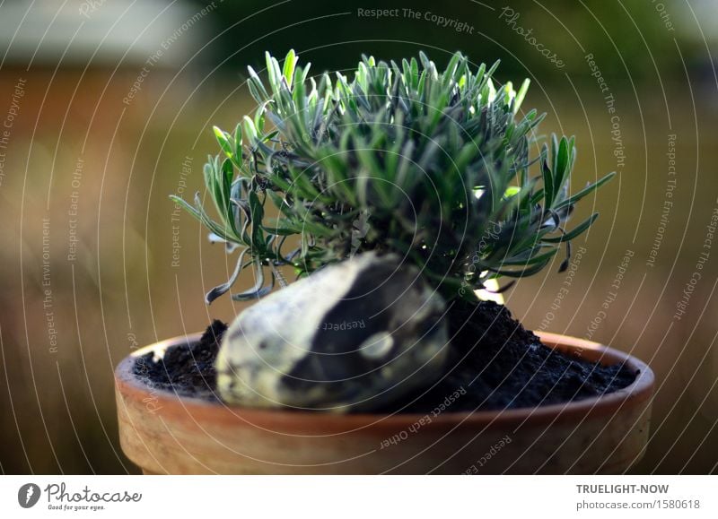 ZEN-Geist: Anfängergeist Natur Urelemente Erde Sonnenlicht Frühling Sommer Schönes Wetter Nutzpflanze Lavendel braun grün weiß Duft Erholung Erwartung Ewigkeit