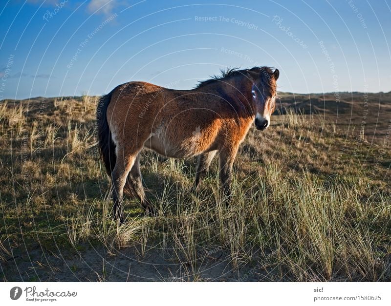 Dünenpony Reiten Ferien & Urlaub & Reisen Tourismus Ausflug Natur Landschaft Sand Himmel Schönes Wetter Gras Küste Nordsee Bergen aan Zee Niederlande Tier Pferd