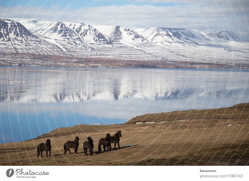 pferde. Ferien & Urlaub & Reisen Tourismus Ausflug Abenteuer Ferne Freiheit Winter Reiten Umwelt Natur Landschaft Erde Wasser Himmel Wolken Schönes Wetter