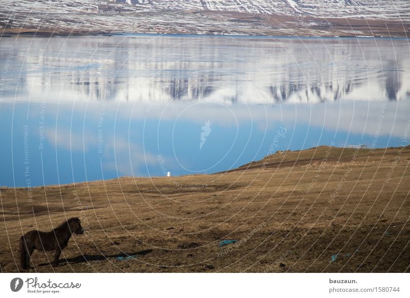 pferd. Ferien & Urlaub & Reisen Tourismus Ausflug Abenteuer Ferne Freiheit Reitsport Umwelt Natur Landschaft Erde Wasser Schönes Wetter Schnee Gras Felsen