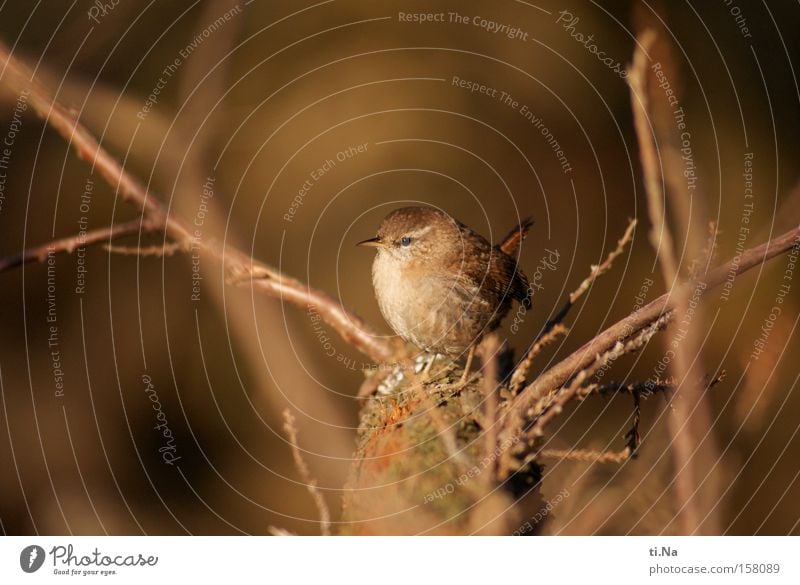 Zaunkönig im Garten Außenaufnahme Nahaufnahme Blick in die Kamera Freiheit Natur Tier Winter Baum Wildtier Vogel 1 beobachten frei Freundlichkeit schön klein