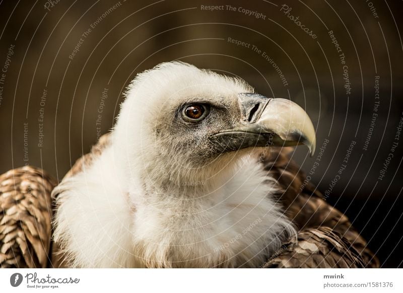 Portrait Gänsegeier Tier Wildtier Vogel Tiergesicht Zoo 1 beobachten Denken Fressen Jagd Blick träumen warten Aggression ästhetisch sportlich authentisch