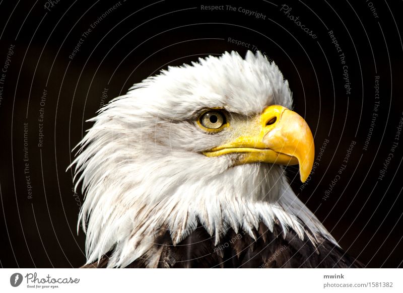 Weißkopf Seeadler Wildtier Vogel Zoo 1 Tier Blick Aggression ästhetisch außergewöhnlich Coolness wild Zufriedenheit Tapferkeit Erfolg schön geduldig Abenteuer