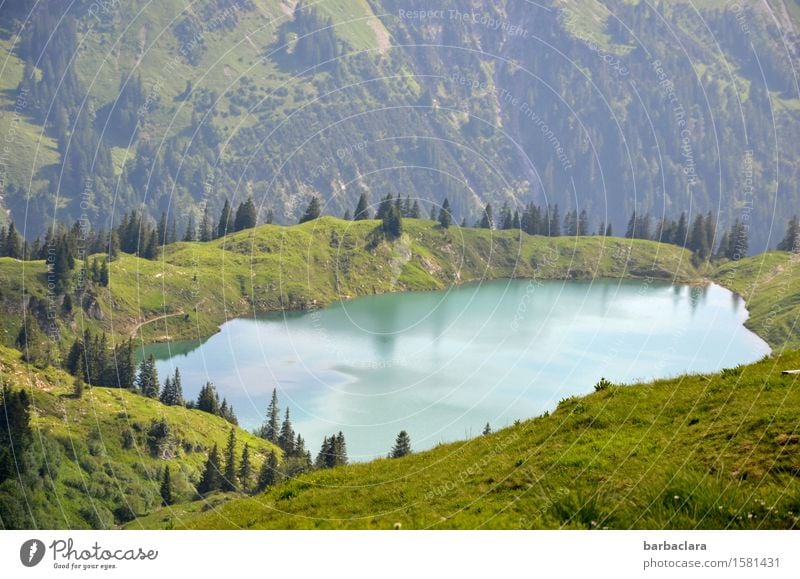 klarer, kalter Gebirgssee Ferien & Urlaub & Reisen wandern Landschaft Urelemente Erde Wasser Wiese Wald Alpen Berge u. Gebirge Allgäuer Alpen See frisch