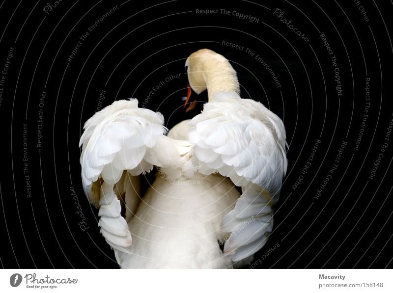 Schwan #214 Farbfoto Schwarzweißfoto Gedeckte Farben Außenaufnahme Menschenleer Kontrast Tierporträt Rückansicht Wegsehen elegant Natur Wasser Seeufer Teich