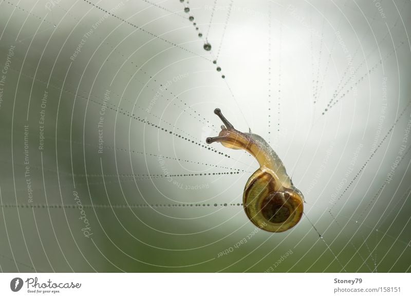 Schnecke im Spinnennetz Natur Tier Wassertropfen 1 Netz bedrohlich nass schleimig gelb grün Einsamkeit gefährlich Schwäche langsam filigran gefangen notleidend