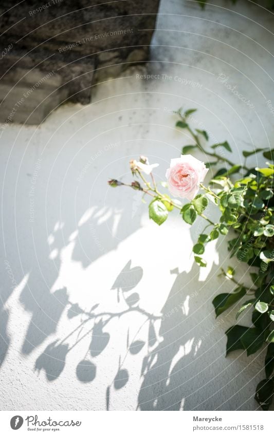 Rose an der Wand Natur Pflanze Blüte Lebensfreude Hundsrose Kartause Ittingen Rosenpflege Rosenverein Rosengarten Rosen Strauch Rosenstrauss Magdalena Macher