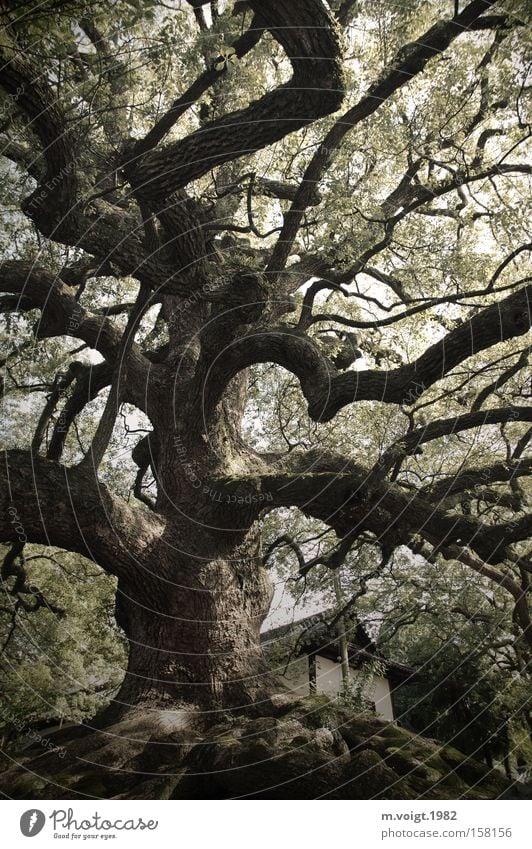 Mächtig alt Baum Macht groß Natur Japan Kyoto Blatt Baumstamm Ast Hügel üppig (Wuchs)