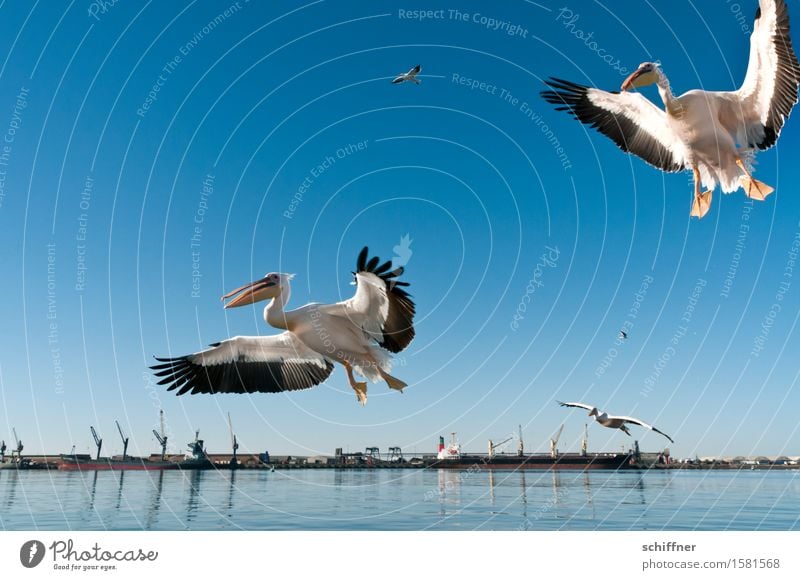 "Kumma, Gunhilde, da vorne gibt's Fingerfood!" Küste Meer Tier Vogel 2 Tiergruppe Herde Tierpaar fliegen Hafen Kran Pelikan Vogelflug Landen flattern