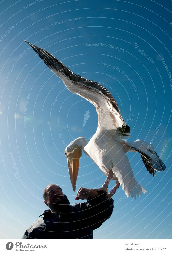 Schau mir in die Augen, Kleiner Mensch maskulin Mann Erwachsene Arme 1 Tier Vogel füttern blau Pelikan Schnabel Flügel schwer Namibia Walvisbay Vogelperspektive