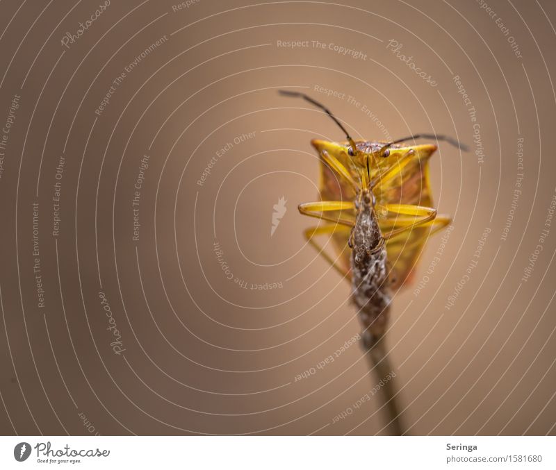 Bunte Blattwanze (Elasmostethus interstinctus) Natur Pflanze Tier Blüte Wiese Wald Wildtier Käfer Tiergesicht 1 festhalten Baumwanze Wanze Insekt Farbfoto