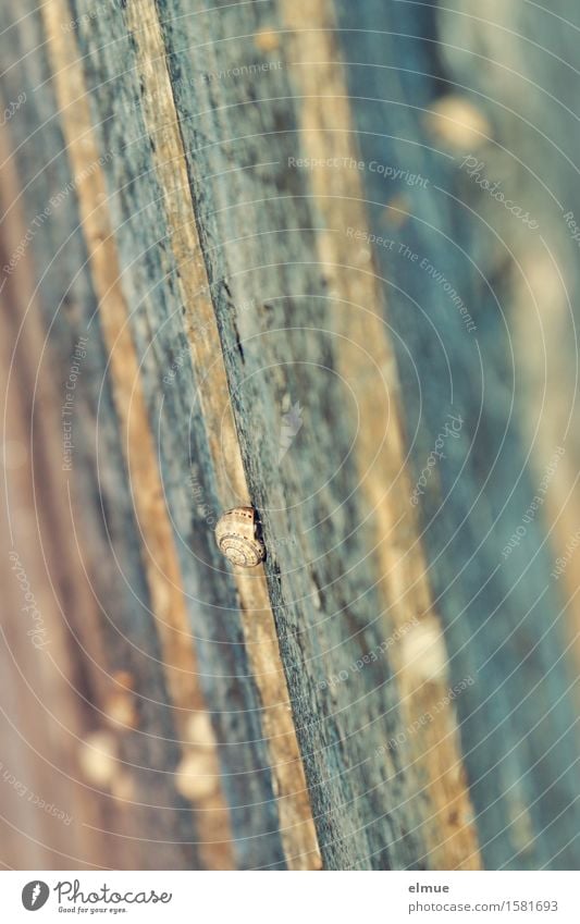 im Geschwindigkeitsrausch Zaun Zaunpfahl Schnecke Schneckenhaus Farbanstrich Zeitlupe klein mehrfarbig Willensstärke Tatkraft beweglich standhaft Trägheit