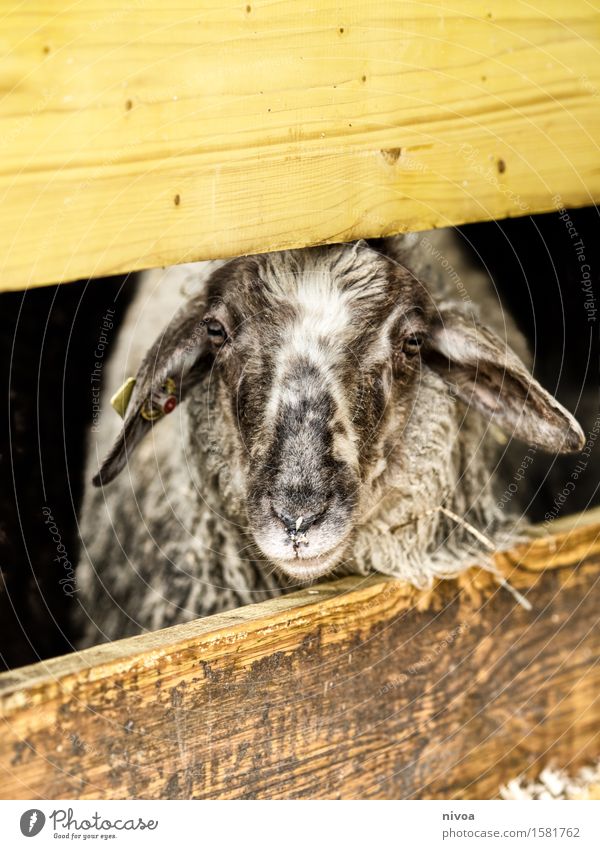 Gerahmter Schafskopf Lebensmittel Fleisch Ernährung Ferien & Urlaub & Reisen Ausflug Sommer Landwirtschaft Forstwirtschaft Umwelt Natur Frühling Scheune Zaun