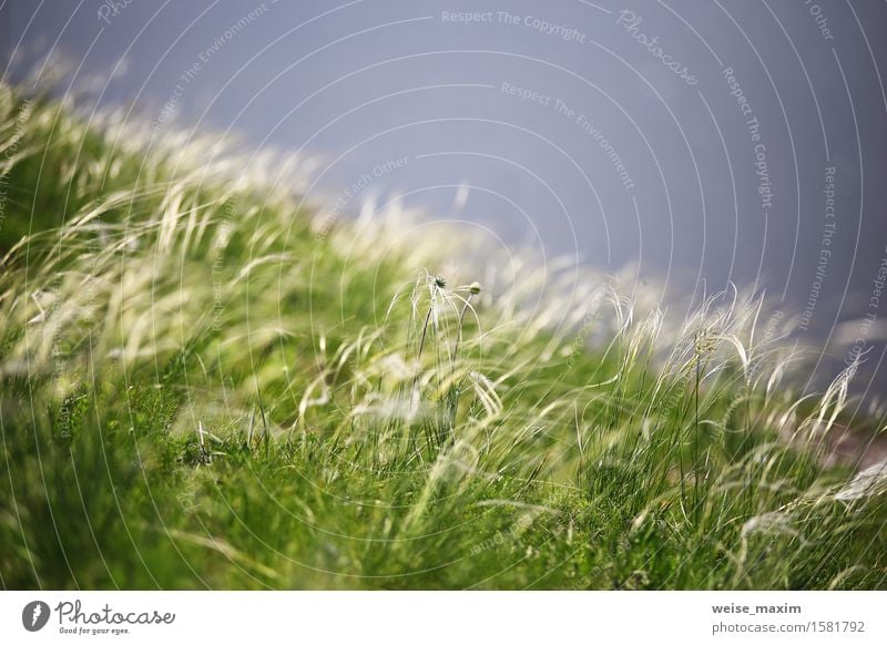 Nahaufnahmegras auf dem Riverback. Frühling. Makro Kräuter & Gewürze Sommer Natur Pflanze Schönes Wetter Wind Blume Gras Blatt Blüte Wildpflanze Wiese Hügel