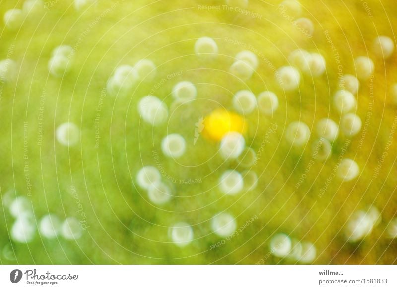 Sehtest. Wiese mit Pusteblumen und einem Löwenzahn, ohne Brille betrachtet Blumenwiese Sommer Lebensfreude Drogensucht Leichtigkeit Sehschwäche Illusion