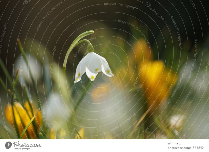 Die Märzenbecher läuten den Frühling ein Frühblüher Blühend natürlich Natur Frühlingsblume zart Frühlingstag weiß gelb grün Lebensfreude Farbfoto Außenaufnahme