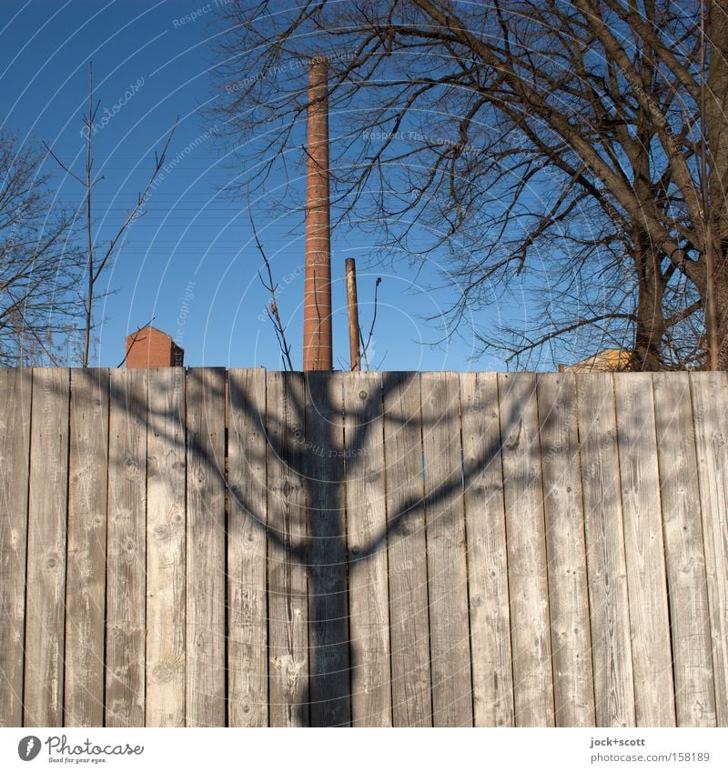 halb Schatten und halb Schornstein Wolkenloser Himmel Winter Baum Ast Lichtenberg Architektur Holzzaun braun Detailaufnahme abstrakt Strukturen & Formen