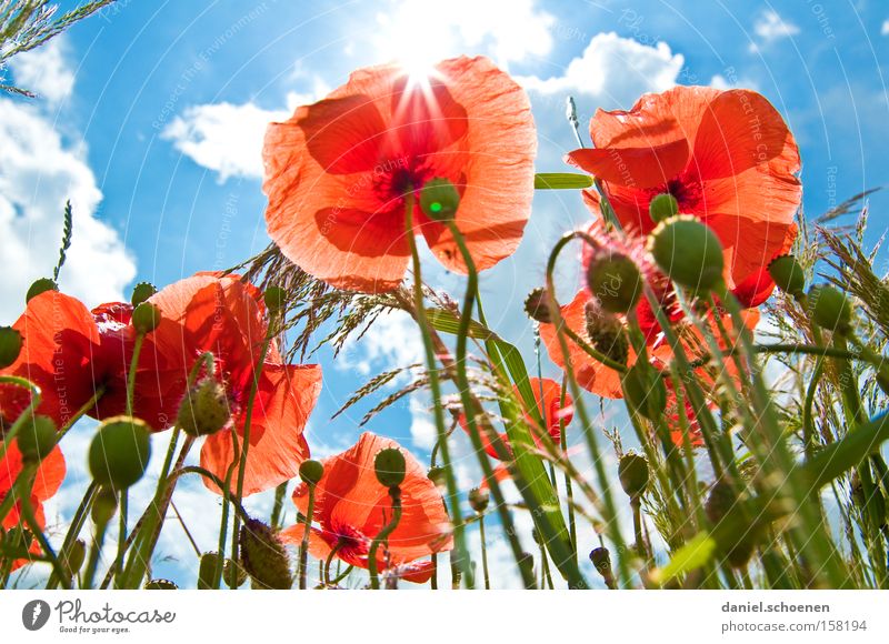 mal wieder in der Sonne liegen Sommer Wiese Mohn Klatschmohn Sonnenstrahlen Himmel rot blau Blüte Perspektive Himmelskörper & Weltall