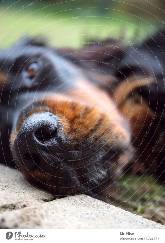 schnauze ! Tier Haustier Hund Fell 1 liegen Schnauze Hundeblick Hundekopf Hundeauge Tierliebe Geruch beobachten Erholung Gelassenheit geduldig ruhig