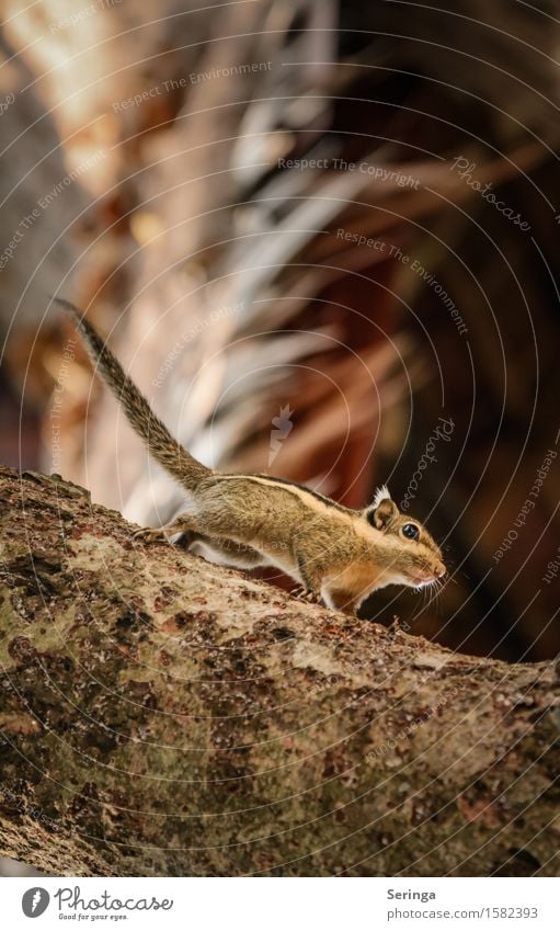 Streifenhörnchen Natur Landschaft Pflanze Tier Baum Wald Urwald Wildtier Tiergesicht 1 beobachten Bewegung Fressen Farbfoto mehrfarbig Außenaufnahme Nahaufnahme