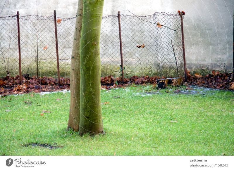 Tuschkastengarten Wiese Rasen Sportrasen Baum Baumstamm Birnbaum Wand Mauer Zaun Maschendrahtzaun Frühling Schrebergarten Park laubenpieper akazienhof