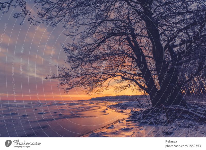 Baumschattenbild an einem gefrorenen Seeufer schön Sonne Strand Meer Winter Schnee Umwelt Natur Landschaft Pflanze Himmel Wolken Küste Fluss frieren dunkel hell