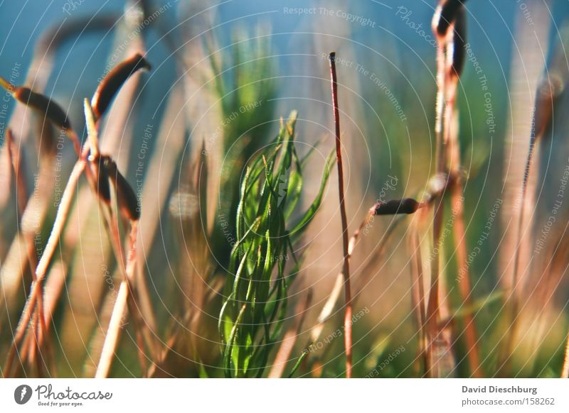 Wiese der Farben Gras Stengel Blütenknospen Blattknospe Frühling mehrfarbig Makroaufnahme Nahaufnahme Natur Pflanze