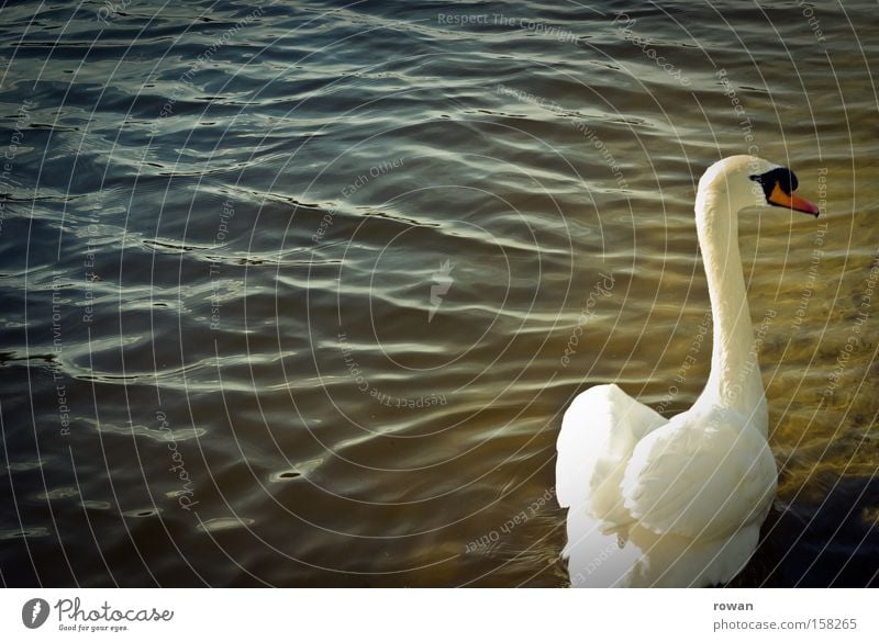 eleganz Schwan weiß Feder Wasser See ruhig schön ästhetisch Hals Einsamkeit elegant zart Teich Vogel lecker Im Wasser treiben Schwimmen & Baden