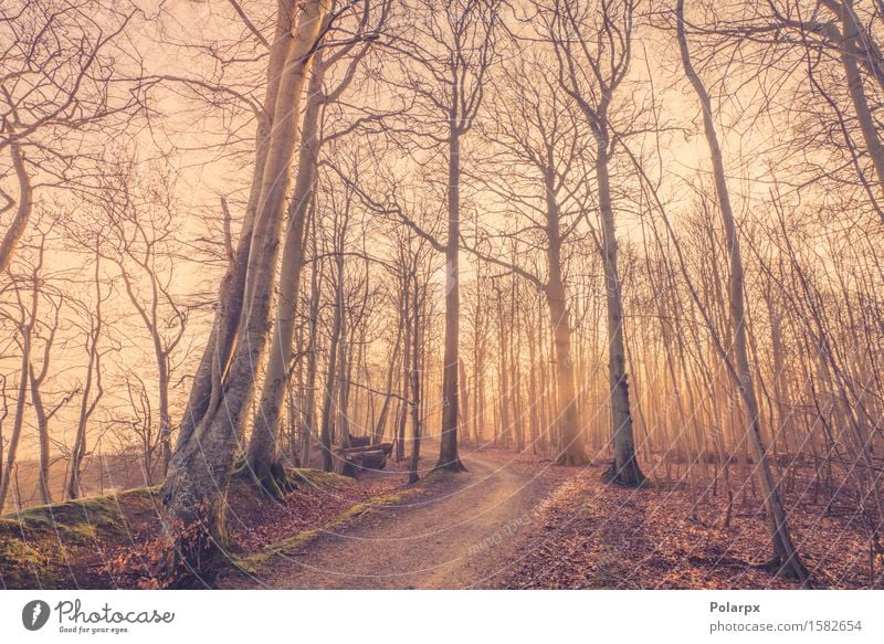 Sonnenaufgang in einem nebligen Wald schön Sommer Umwelt Natur Landschaft Herbst Nebel Baum Blatt Park Straße hell grün Waldlichtung magisch Märchen Licht