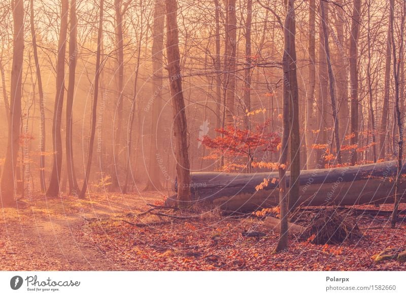 Gefallener Baum in einem nebelhaften Sonnenaufgang schön Sommer Umwelt Natur Landschaft Herbst Nebel Blatt Park Wald Straße hell grün Waldlichtung magisch