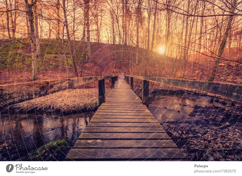 Waldbrücke mit hölzernen Planken schön Abenteuer Sommer Umwelt Natur Landschaft Pflanze Himmel Herbst Baum Park See Bach Brücke Architektur Straße Holz hell