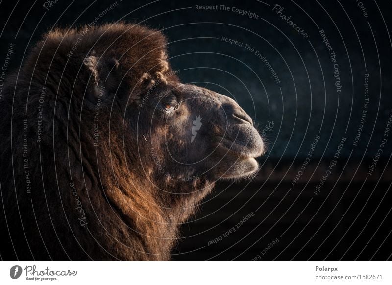 Nahaufnahme eines Kamelkopfes Haut Gesicht Safari Zoo Natur Tier Verkehr Pelzmantel Behaarung dunkel natürlich wild braun Tradition Kamelus Bactrianus Camel