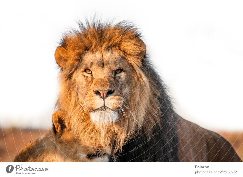 Zwei Löwen togenther in der Savanne Spielen Ferien & Urlaub & Reisen Tourismus Safari Sonne Frau Erwachsene Mann Buch Natur Park Pelzmantel Katze Zusammensein