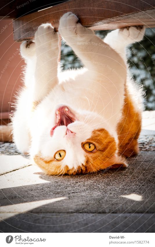 R.I.P. Lifestyle Gesundheit Zufriedenheit Häusliches Leben Wohnung Garten Schönes Wetter Tier Haustier Katze Fell Pfote 1 beobachten dick frech Freude