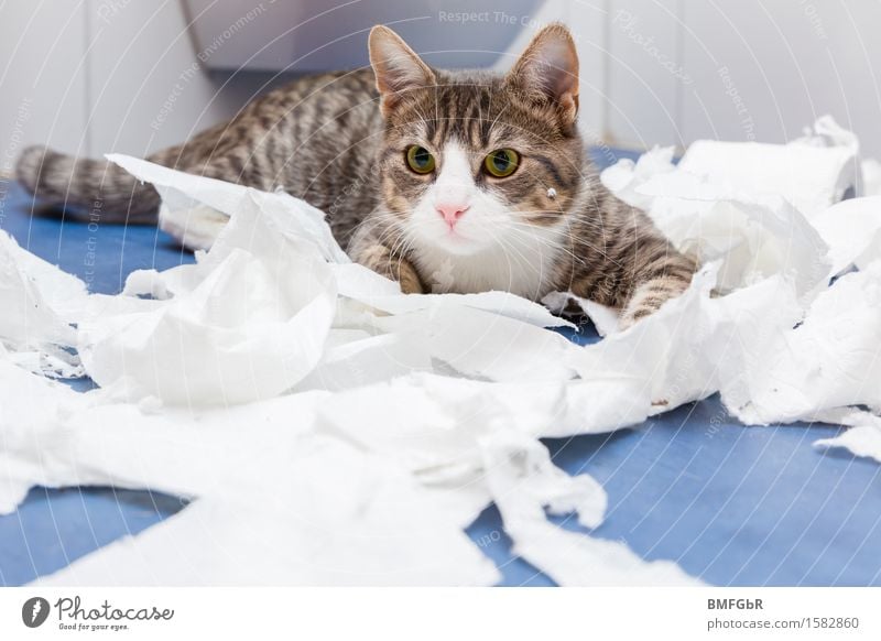 Lets have fun... Wohnung Raum Bad Toilette Tier Haustier Katze 1 Toilettenpapier liegen Spielen toben Coolness Fröhlichkeit Neugier niedlich verrückt blau weiß