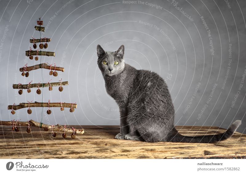 Katzenweihnacht Haustier 1 Tier Holz beobachten hocken Blick sitzen elegant lecker lustig Neugier niedlich weich blau grau Zufriedenheit Tierliebe Hauskatze