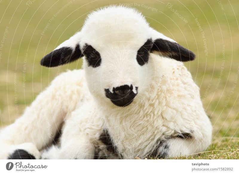 Nahaufnahme von niedlichen weißen Lamm schön Gesicht Baby Natur Landschaft Tier Frühling Gras Wiese Tierjunges klein natürlich grün unschuldig Bauernhof Feld