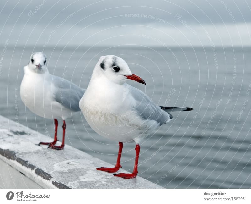 Och, komm schon … Meer Vogel Möwe Wegsehen Kontakt nah Intimität Liebe beleidigt ärgerlich Ärger annähern Annäherung anbändeln