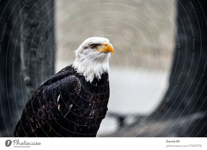 Weißkopfseeadler II Umwelt Natur Luft Frühling Herbst Winter Schönes Wetter schlechtes Wetter Wald Hügel Felsen Tier Nutztier Wildtier Vogel Tiergesicht Flügel