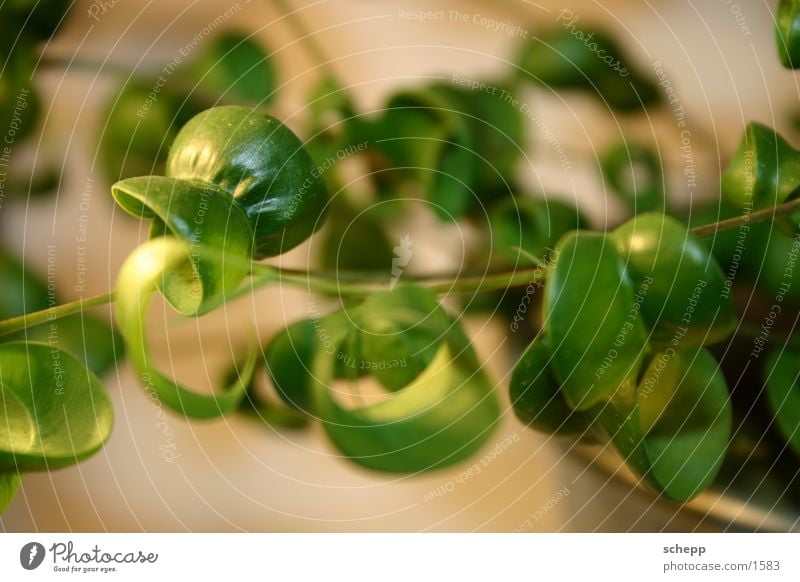 grünzeug Pflanze Zimmerpflanze Blatt Natur Makroaufnahme