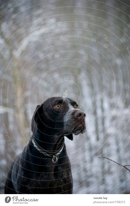 Begossener Pudel Winter Hund Tier Halsband Natur braun Jäger Jagdhund Nase Säugetier deutsch kurzhaar gassi Hundehalsband