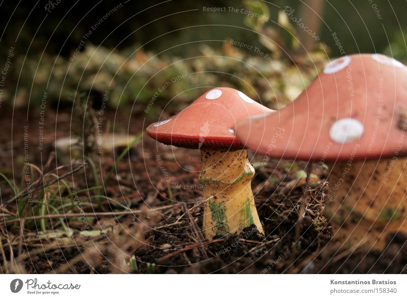 Winterharte Pilze Farbfoto Außenaufnahme Tag Unschärfe Glück Garten Dekoration & Verzierung Natur Pflanze Park Wald Hut Kunststoff unten rot weiß gefährlich