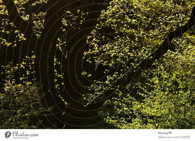 Frühlingslaub Natur Pflanze Sonnenlicht Schönes Wetter Baum Blatt Wald frisch grün ruhig Baumstamm Ast durchleuchtet sprießen Farbfoto Außenaufnahme